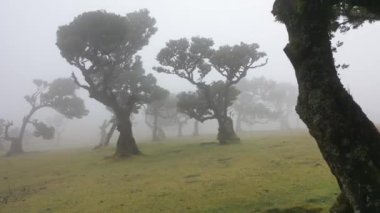 Amazing flight through the mystical and misty forest called Fanal in Madeira, Portugal. Great video in 4K.