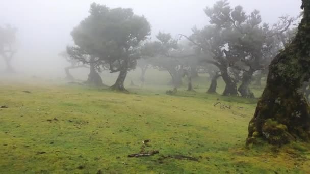 Amazing Flight Mystical Misty Forest Called Fanal Madeira Portugal Great — Stockvideo
