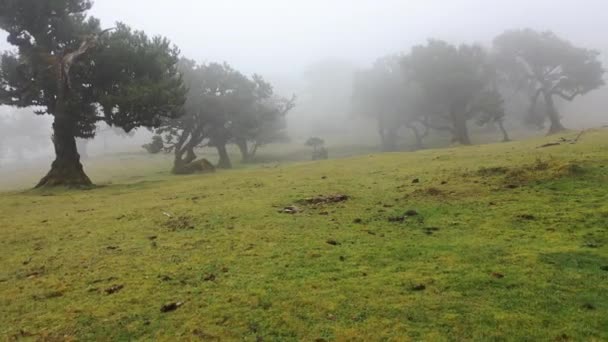ภาพถ ายทางอากาศท งของป าหมอกท ยกว Fanal Madeira นไม โดดเด ยวมากมายและอารมณ — วีดีโอสต็อก