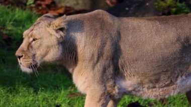 Asyalı aslanın (Panthera leo persica) soyu 1913 yılında tükenmiştir. Gujarat hükümdarı Gir ormanındaki son 20 hayvanı korudu. 4K 'da yavaş çekim.