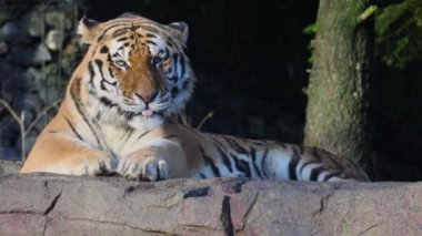 There are nine different subspecies of the tiger. The Amur tiger (Panthera tigris altaica) is the largest and at the same time the most widespread subspecies. Slow motion in 4K.