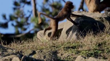A distinctive feature of geladas (Theropithecus gelada) is the hairless patch on the chest. In males, it is hourglass-shaped and glows red.