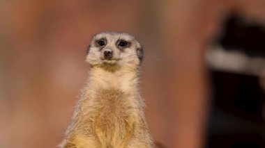 A meerkat nervously looking around where his colleagues are running to in slow motion in 4K.