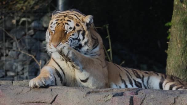 Amur Tiger Panthera Tigris Altaica Lies Comfortably Large Rock Thoroughly — Vídeos de Stock
