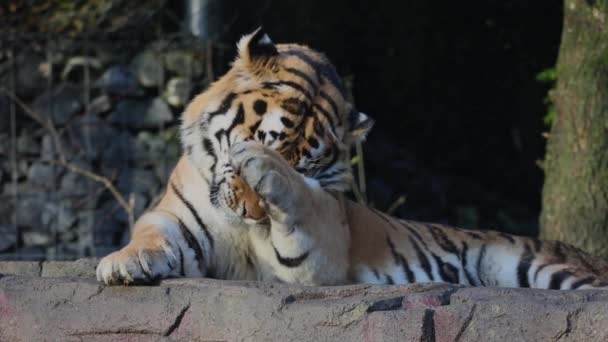 Amur Tijger Panthera Tigris Altaica Ligt Comfortabel Een Grote Rots — Stockvideo