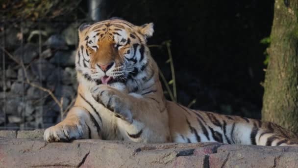 Existuje Devět Různých Poddruhů Tygra Tygr Amurský Panthera Tigris Altaica — Stock video