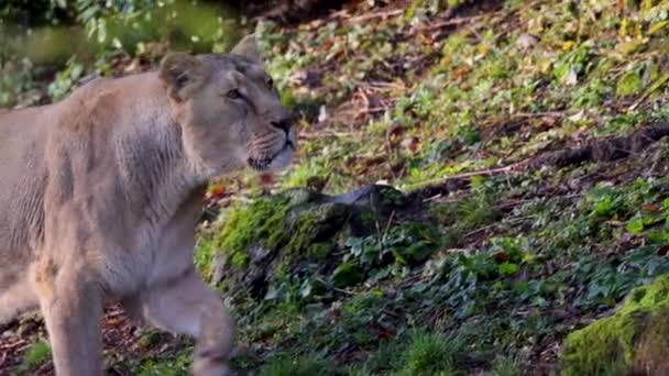 Asiatský Lev Panthera Leo Persica Vyhynul Roce1913 Vládce Gudžarátu Chránil — Stock video