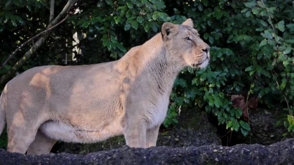 Most Scientists Divide Lion Twelve Different Subspecies Almost All Which — Stok video