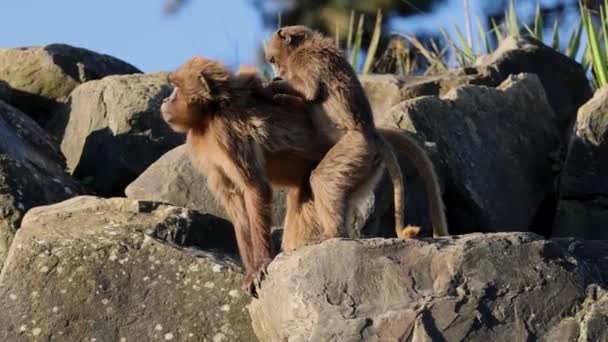 Young Geladas Baby Theropithecus Gelada Delousing Grooming Her Mother Fur — Stock Video