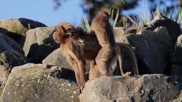Young Geladas Baby Theropithecus Gelada Delousing Grooming Her Mother Fur — Vídeo de Stock