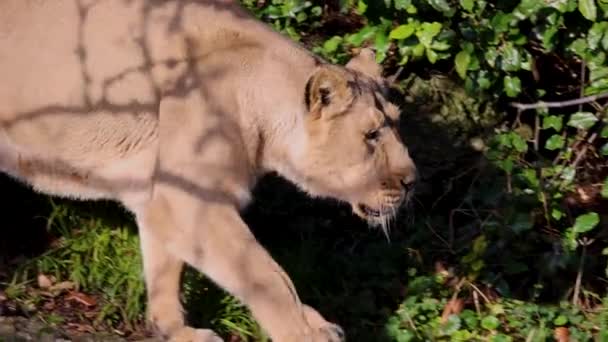 Die Meisten Wissenschaftler Teilen Den Löwen Zwölf Verschiedene Unterarten Ein — Stockvideo