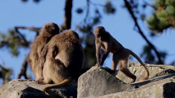 Distinctive Feature Geladas Theropithecus Gelada Hairless Patch Chest Males Hourglass — Wideo stockowe