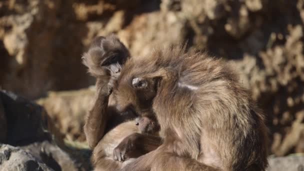 Young Geladas Baby Theropithecus Gelada Delousing Grooming Her Mother Fur — Vídeo de Stock