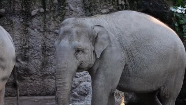 Elephants Elephas Maximus Love Water Good Persistent Swimmers Elephants Move — Stock videók
