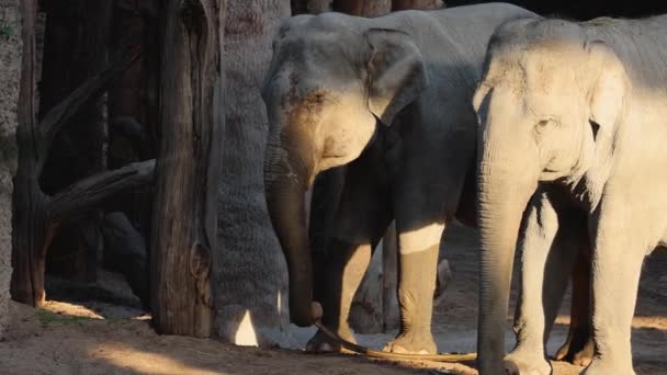 Elefanten Elephas Maximus Lieben Wasser Sie Sind Gute Und Ausdauernde — Stockvideo