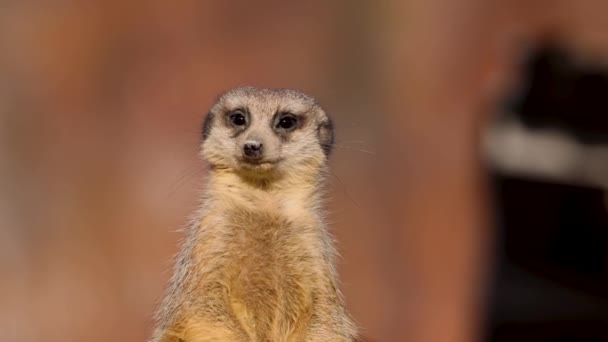 Meerkat Nervously Looking His Colleagues Running Slow Motion — Wideo stockowe