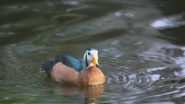 African Pygmy Duck Nettapus Auritus Inhabits All Tropical Africa However — Video Stock