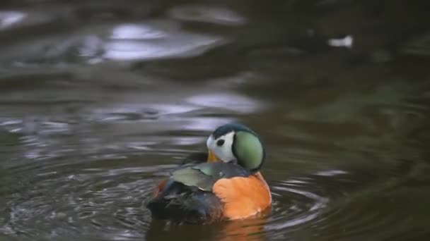African Pygmy Duck Nettapus Auritus Inhabits All Tropical Africa However — Wideo stockowe