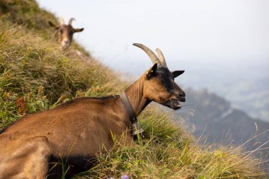 Amazing hiking day in the alps of Switzerland. Wonderful view over a beautiful lake called Brienzersee. What an amazing view. Wonderful capricorn in the front.