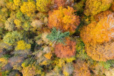 Amazing colorful forest in Switzerland. There are so many different colours in the trees. wonderful flight with a drone and an amazing view over the beautiful landscape.