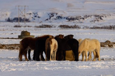 A herd of Icelandic horses stand together in a snowy meadow looking for grass to eat.