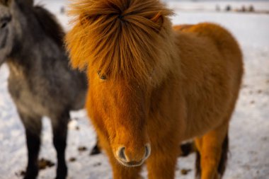 Great capture of a brown Icelandic horse with a well-groomed coat and beautiful hair.