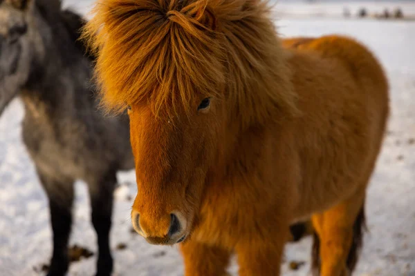 Great Capture Brown Icelandic Horse Well Groomed Coat Beautiful Hair — Stock Photo, Image