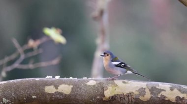 Ağacın tepesindeki bir serçenin 4K videosu. Tehlike ararken ve yiyecek ararken..