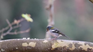 Madeira 'da Vereda dos Balces' te bir kuşun 4K videosu. Kuşlar kışın güneye uçar, sıcaklık yüzünden..