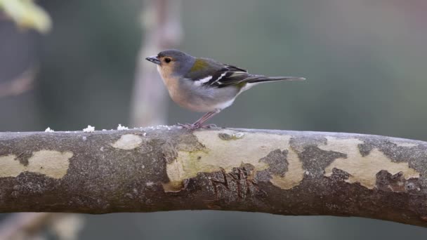 Видео Птицей Мадейре Вереда Дос Балсес Зимой Птицы Летают Жары — стоковое видео