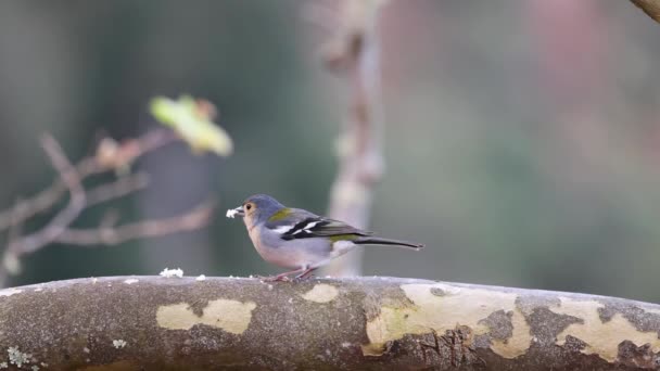 Відео Птаха Мадейрі Vereda Dos Balces Птахи Летять Південь Взимку — стокове відео