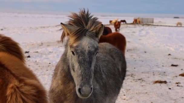 一匹灰色的冰岛马站在篱笆边 看着摄像机 它的头发在风中飘扬 — 图库视频影像