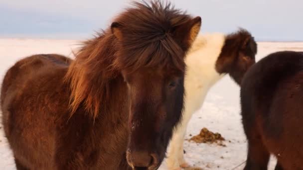 一匹棕色的冰岛马站在篱笆边 看着摄像机 头发在风中飘扬 — 图库视频影像