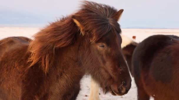 一匹棕色的冰岛马站在篱笆边 看着摄像机 头发在风中飘扬 — 图库视频影像