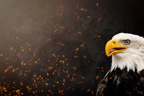 Happy Labor Day Banner Usa Patriotic Background American Bald Eagle — Stock Photo, Image