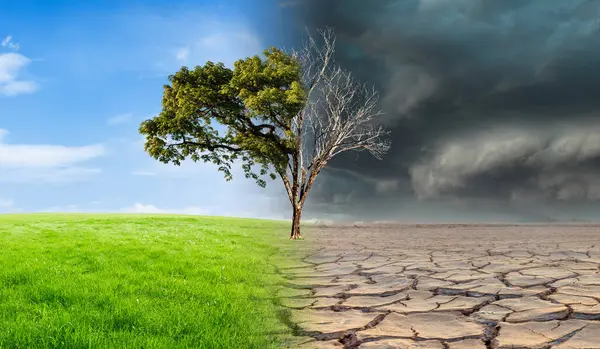 Krajina Zelenou Trávou Stromem Vyschlou Pouští Globální Koncepce Změny Klimatu Stock Snímky