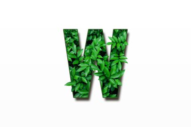 W yazı tipi beyaz arkaplanda izole edildi. Yaprak Tipi A, B, C Gerçek canlı yapraklardan yapılmış. Yaprak yazı tipi.