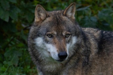 Gri Kurt 'un yakın çekimi.) 
