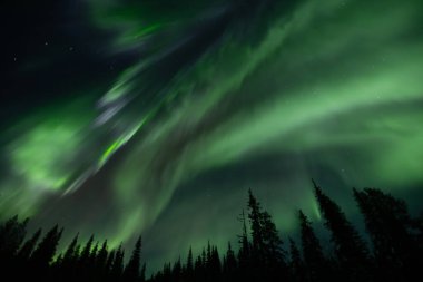 Aurora borealis. Kuzey ışıkları kış ormanında. Kutup ışıkları ve yıldızlı gökyüzü. Aurora ve çam ağacı ormanlarıyla dolu kış manzarası. Seyahat kavramı.