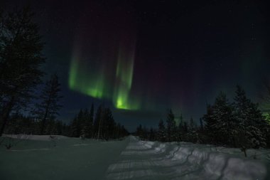Aurora borealis. Kuzey ışıkları kış ormanında. Kutup ışıkları ve yıldızlı gökyüzü. Aurora ve çam ağacı ormanlarıyla dolu kış manzarası. Seyahat kavramı.