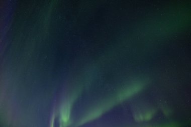 Aurora borealis. Kuzey ışıkları kış ormanında. Kutup ışıkları ve yıldızlı gökyüzü. Aurora ve çam ağacı ormanlarıyla dolu kış manzarası. Seyahat kavramı