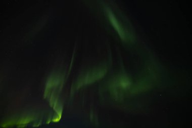 Kuzey Işıkları gece gökyüzünde dans ediyor Alaska 'da bir ağaç siluetinin üzerinde.