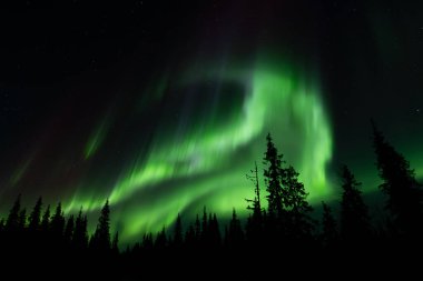 Kuzey Işıkları gece gökyüzünde dans ediyor Alaska 'da bir ağaç siluetinin üzerinde.