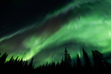 Kuzey ışıkları kış ormanında. Aurora borealis. Kutup ışıkları ve yıldızlı gökyüzü. Aurora ve çam ağacı ormanlarıyla dolu kış manzarası. Peyzaj fotoğrafçılığı