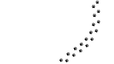 Ayı ayak izleri. Ayı, panda ve boz ayının pençe izleri. Siluet. Ayı izi. Vektör beyazda izole edildi. Baskı, tekstil, kıyafet, kartpostal, kitap tasarımı, oyunlar, hayvan mağazası, hayvanat bahçesi