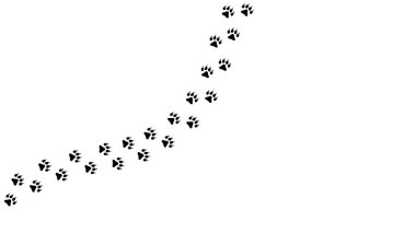 Evcil hayvan, köpek ya da kedi ayak izleri. Hayvan izleri. Pençe izi. Ayak yavrusu. Siyah siluet şekilli pençe izi. Ayak izi hayvanı. Hayvan izleri. İz süren köpekler, kediler. Güzel arka plan sağa dön. Tasarım yürüyüşleri. Vektör