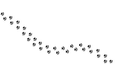 Evcil hayvan, köpek ya da kedi ayak izleri. Hayvan izleri. Pençe izi. Ayak yavrusu. Siyah siluet şekilli pençe izi. Ayak izi hayvanı. Hayvan izleri. İz süren köpekler, kediler. Güzel arka plan sağa dön. Tasarım yürüyüşleri. Vektör