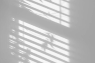 Yapraklar ve pencere camları beyaz arkaplan üzerinde gölge etkisi