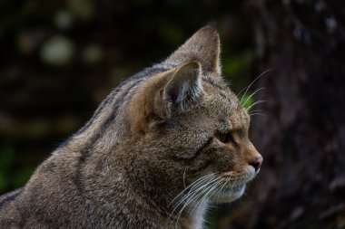 Avrupa 'nın vahşi kedisi, Felis Silvestris, sonbahar doğasında güneşli çayırlarda yürüyor. Çıplak memeli avcısı kuru çimenlerde kameraya bakıyor. Sonbaharda, günbatımında, tarlada vahşi yaşam.