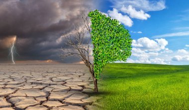 Çevresel ve küresel ısınma kavramları, Canlı ve ölü büyük ağaç